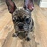 dog, puppy, french_bulldog, bat_ears, short_hair, brindle, brown, black, face, eyes, nose, wrinkles, indoor, wooden_floor, home, portrait, closeup, sitting, pet, cute