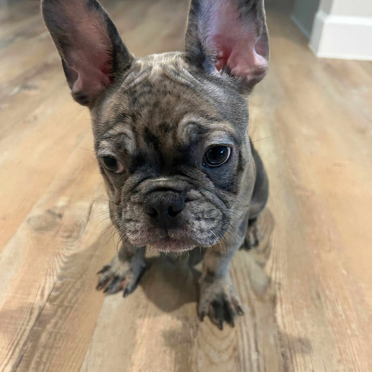 Laser Beam joined the competition — help win amazing prizes! dog, puppy, french_bulldog, bat_ears, short_hair, brindle, brown, black, face, eyes, nose, wrinkles, indoor, wooden_floor, home, portrait, closeup, sitting, pet, cute