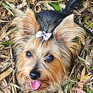 Choupette a rejoint le concours — aidez-le/la à gagner de superbes lots ! dog, yorkshire_terrier, small_dog, pet, portrait, outdoor, woodland, leaves, twigs, ground, long_hair, fluffy, brown_fur, black_fur, lavender_bow, open_mouth, tongue, looking_at_camera, cute, happy