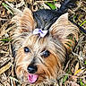 dog, yorkshire_terrier, small_dog, pet, portrait, outdoor, woodland, leaves, twigs, ground, long_hair, fluffy, brown_fur, black_fur, lavender_bow, open_mouth, tongue, looking_at_camera, cute, happy