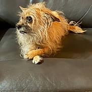 Gidget is registered to the contest to win money with this photo: dog, small_dog, scruffy_fur, leather_couch, brown_fur, paws, crossed_paws, sitting, pet, indoor, closeup, side_profile, whiskers, expressive_eyes, long_hair, tail, collar, relaxed, shallow_depth_of_field, cozy