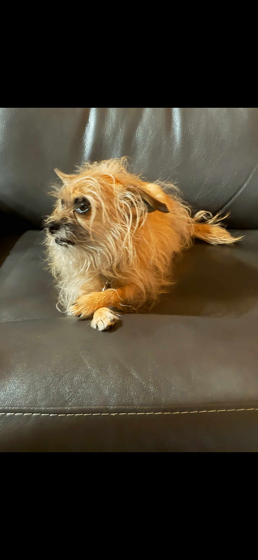 Gidget is registered to the contest to win money with this photo: dog, small_dog, scruffy_fur, leather_couch, brown_fur, paws, crossed_paws, sitting, pet, indoor, closeup, side_profile, whiskers, expressive_eyes, long_hair, tail, collar, relaxed, shallow_depth_of_field, cozy