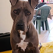 Laya participe au concours pour gagner de l'argent avec cette photo : dog, brown_dog, indoor, plastic_chair, yellow_blanket, plant, table, floor_tile, window, coffee_machine, pet, animal, ears, white_marking, furniture, domestic, canine, seated, looking, household