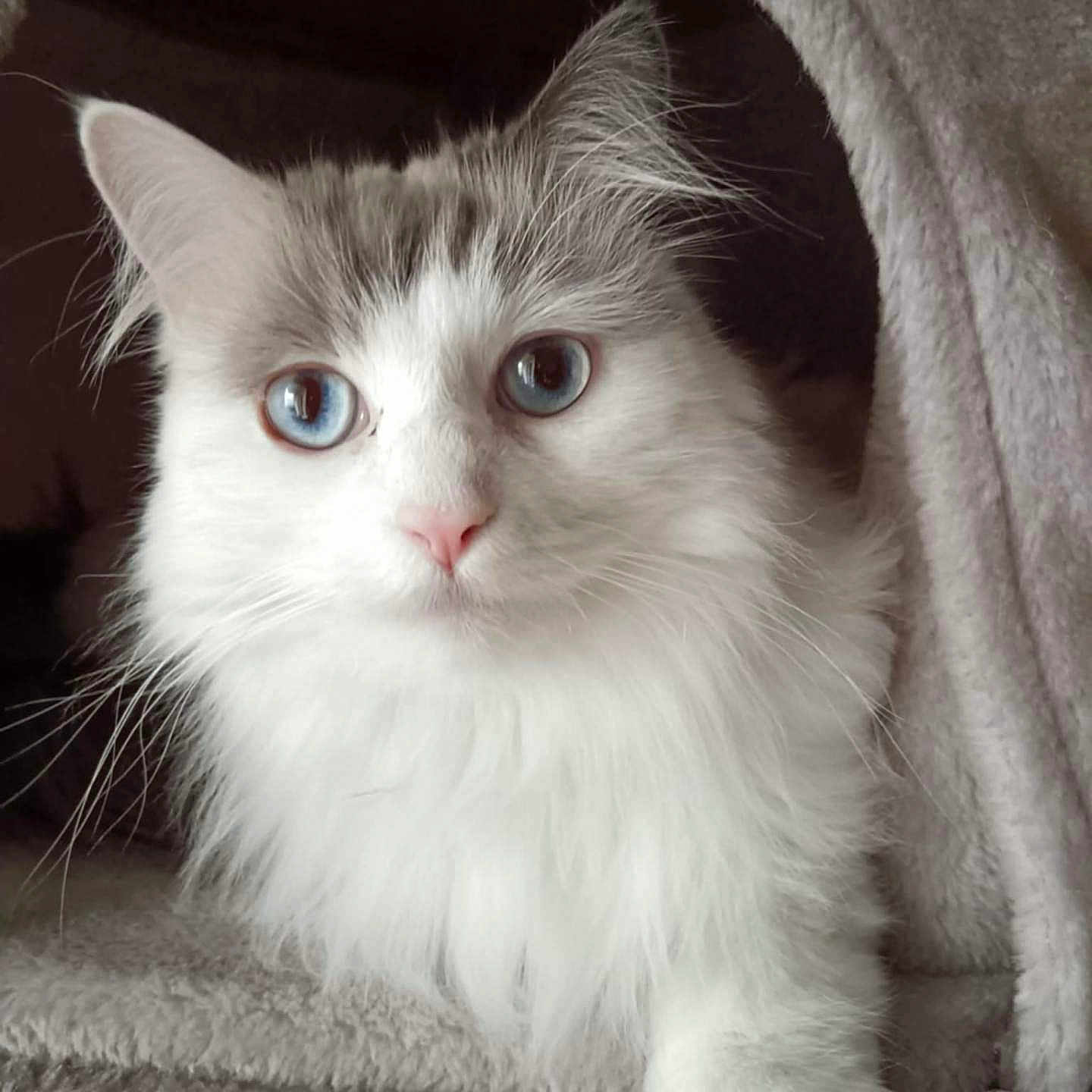 Flocon participe au concours pour gagner de l'argent avec cette photo : abyssinian, angora, animal, blanket, cat, face, head, kitten, manx, person, pet, photography, portrait, quilt, siamese, towel, white