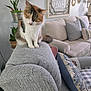 Goldy joined the competition — help win amazing prizes! cat, calico, feline, pet, indoor, couch, living_room, pillow, plant, decor, furniture, wall_art, cozy, gray, curious, sitting, home, comfortable, armrest, domestic_animal