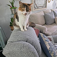 Goldy joined the competition — help win amazing prizes! cat, calico_cat, furniture, couch, pillow, plant, living_room, home_decor, wall_art, cozy, pet, indoor, animal, sitting, gray, white, orange, curious, domestic, relaxed