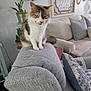cat, calico_cat, furniture, couch, pillow, plant, living_room, home_decor, wall_art, cozy, pet, indoor, animal, sitting, gray, white, orange, curious, domestic, relaxed