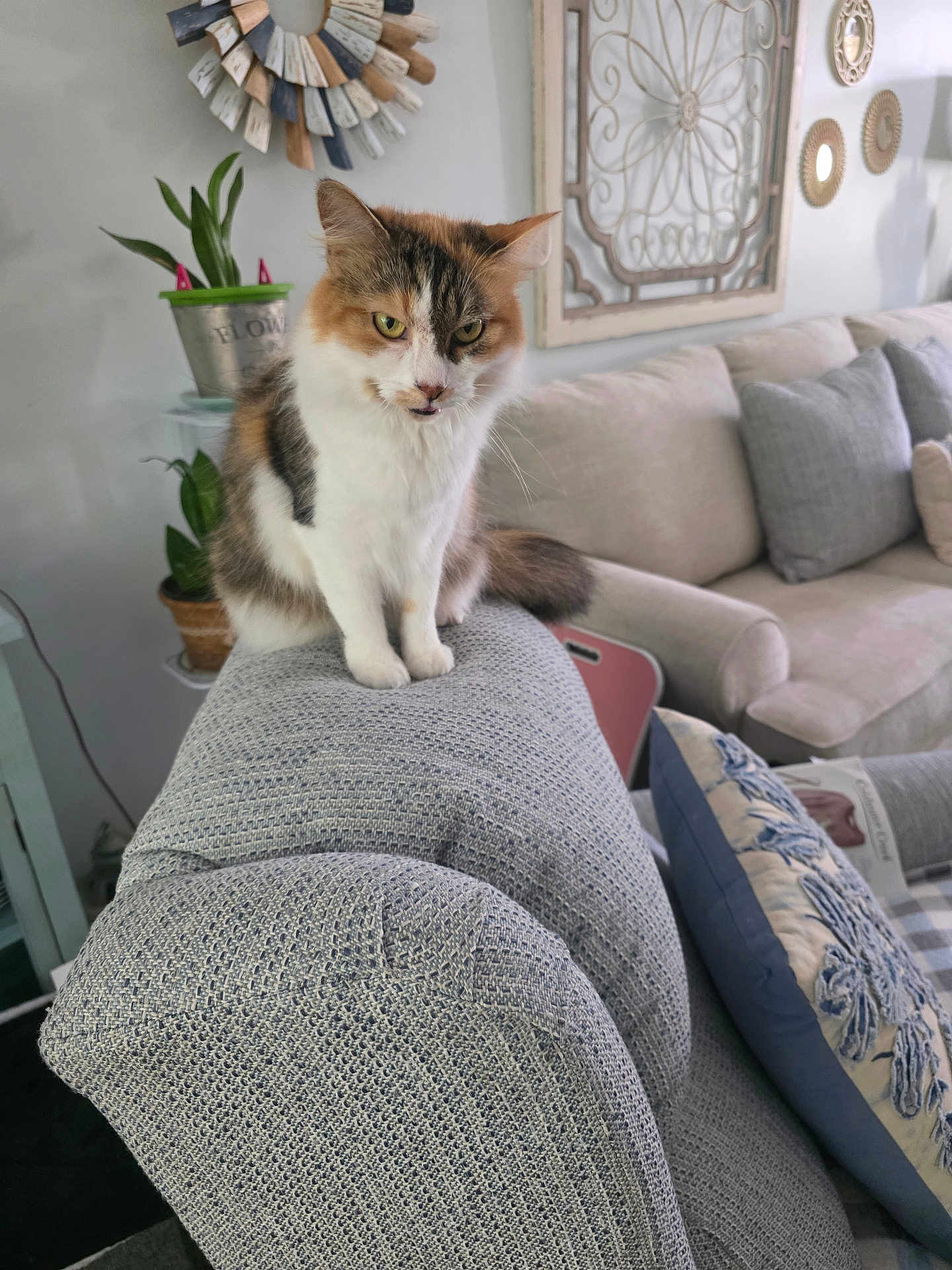 Goldy joined the competition — help win amazing prizes! cat, calico_cat, furniture, couch, pillow, plant, living_room, home_decor, wall_art, cozy, pet, indoor, animal, sitting, gray, white, orange, curious, domestic, relaxed