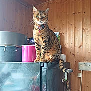 Raja is registered to the contest to win money with this photo: animal, appliance, cat, collar, confident, curious, domestic_cat, ears, feline, furniture, household, indoor, kitchen, pet, refrigerator, sitting, spotted_cat, tail, whiskers, wooden_wall