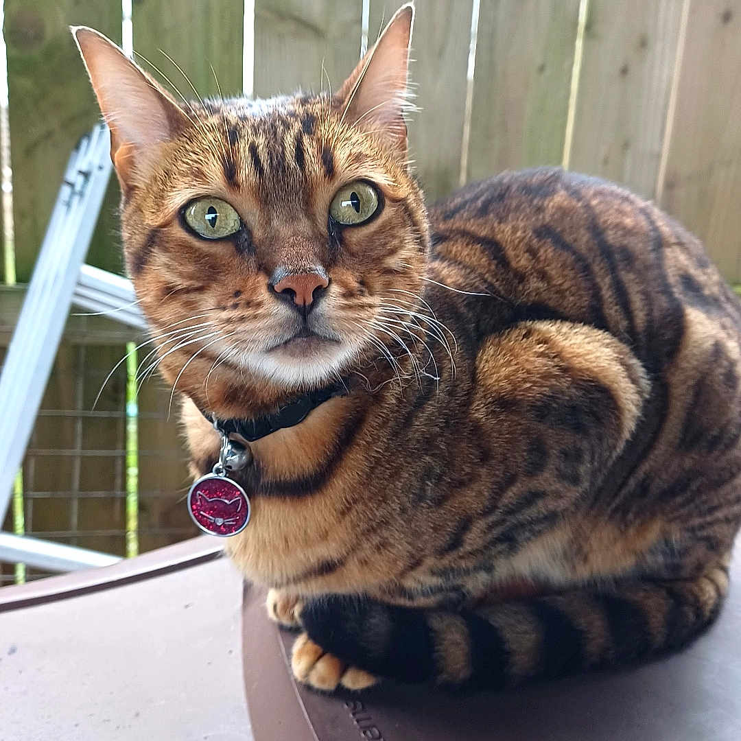 Raja