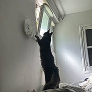 Scarlette participe au concours pour gagner de l'argent avec cette photo : cat, bed, window, papers, indoor, curious, furniture, white_wall, blanket, soft_lighting, cozy, fluffy, open_window, pillow, stuffed_toy, room, curtains, sleeping_area, pet, domestic