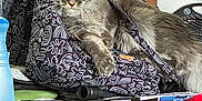 Scarlette participe au concours pour gagner de l'argent avec cette photo : cat, tabby_cat, furniture, wood, bag, pattern, window, sunlight, indoor, cabinet, household_item, spray_bottle, box, relaxed, pet, fur, eye, nose, paw, table