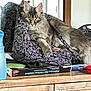 cat, tabby_cat, furniture, wood, bag, pattern, window, sunlight, indoor, cabinet, household_item, spray_bottle, box, relaxed, pet, fur, eye, nose, paw, table