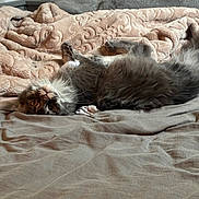 Scarlette participe au concours pour gagner de l'argent avec cette photo : animal, bed, blanket, cat, comfort, cozy, curious, cute, feline, fur, gray_cat, home, indoor, lying_down, pet, relaxed, resting, sleepy, soft, whiskers