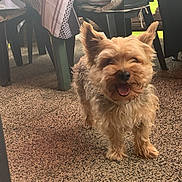 Marley participe au concours pour gagner de l'argent avec cette photo : dog, small_dog, outdoor, floor, plastic_chair, tablecloth, happy, tongue_out, ears_up, pet, animal, fur, mouth_open, domestic_animal, canine, smiling, standing, texture, daylight, shadow