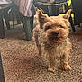 dog, small_dog, outdoor, floor, plastic_chair, tablecloth, happy, tongue_out, ears_up, pet, animal, fur, mouth_open, domestic_animal, canine, smiling, standing, texture, daylight, shadow