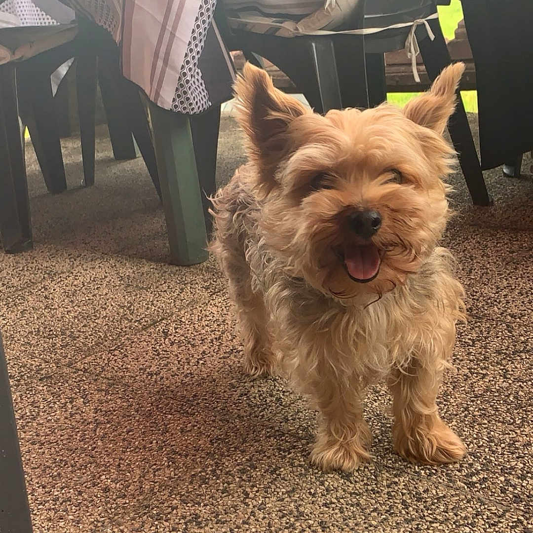Marley participe au concours pour gagner de l'argent avec cette photo : animal, canine, daylight, dog, domestic_animal, ears_up, floor, fur, happy, mouth_open, outdoor, pet, plastic_chair, shadow, small_dog, smiling, standing, tablecloth, texture, tongue_out