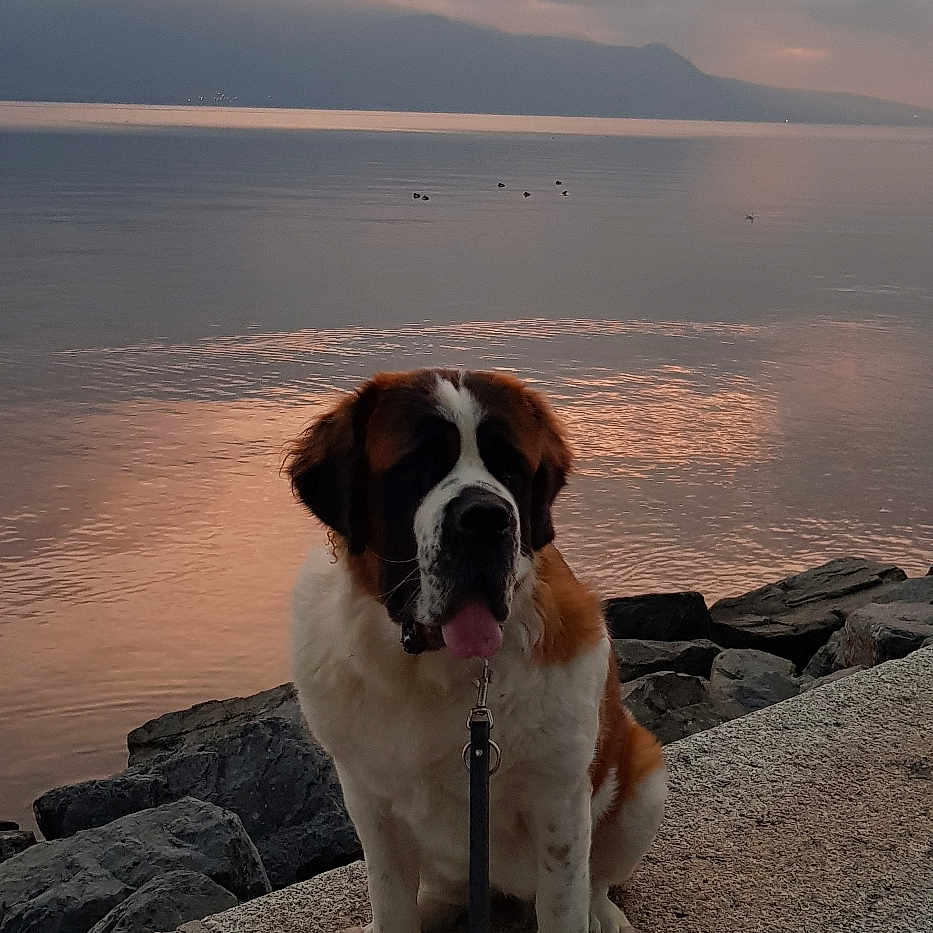 Kayla participe au concours pour gagner de l'argent avec cette photo : animal, bird, bulldog, canine, dog, flagstone, hound, leash, nature, newfoundland, outdoors, path, pet, pitbull, puppy, saintbernard, sky, slate, sunset, walkway