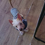 Dash is registered to the contest to win money with this photo: animal, canine, companion, curious, cute, dog, domestic, ears_up, flooring, fur, furniture_leg, hoodie, indoor, looking_up, mohawk, pet, scruffy, small_dog, tail_up, wood_floor