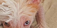 Dash is registered to the contest to win money with this photo: animal, blanket, blue_eyes, canine, close_up, curious, cute, dog, ear, furry, indoor, looking, pet, portrait, relaxed, resting, snout, soft_texture, sparse_fur, unique