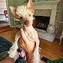 dog, pet, indoor, living_room, hand, person, fur, curious, small_dog, fluffy, brown_floor, fireplace, decor, seated_person, casual, blue_eyes, unique_hair, portrait, closeup, cute