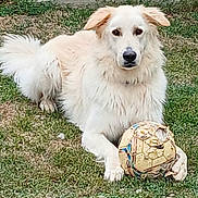 Saiko participe au concours pour gagner de l'argent avec cette photo : dog, white_dog, grass, outdoor, soccer_ball, deflated_ball, pet, animal, playful, fur, canine, laying_down, nature, field, paw, ears, tail, daylight, recreation, toy