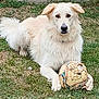 dog, white_dog, grass, outdoor, soccer_ball, deflated_ball, pet, animal, playful, fur, canine, laying_down, nature, field, paw, ears, tail, daylight, recreation, toy