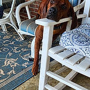 Boudreaux is registered to the contest to win money with this photo: dog, brown_dog, chair, porch, blue_striped_chair, white_furniture, brick_wall, window, planter_box, dead_plants, rug, patterned_rug, relaxing, pet, canine, resting, outdoor, daylight, home, animal