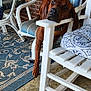 dog, brown_dog, chair, porch, blue_striped_chair, white_furniture, brick_wall, window, planter_box, dead_plants, rug, patterned_rug, relaxing, pet, canine, resting, outdoor, daylight, home, animal