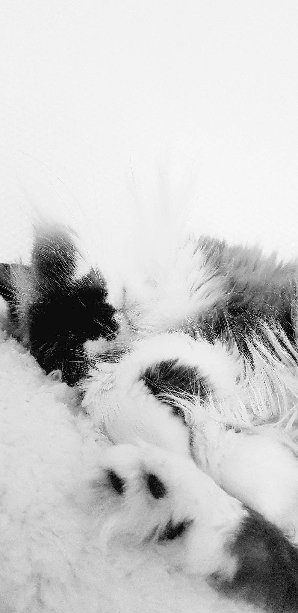 Hiffy participe au concours pour gagner de l'argent avec cette photo : black_and_white, canidae, carnivore, dog, dog_breed, ear, fur, monochrome, paw, photography, puppy, shih_tzu, snout, toy_dog, whiskers