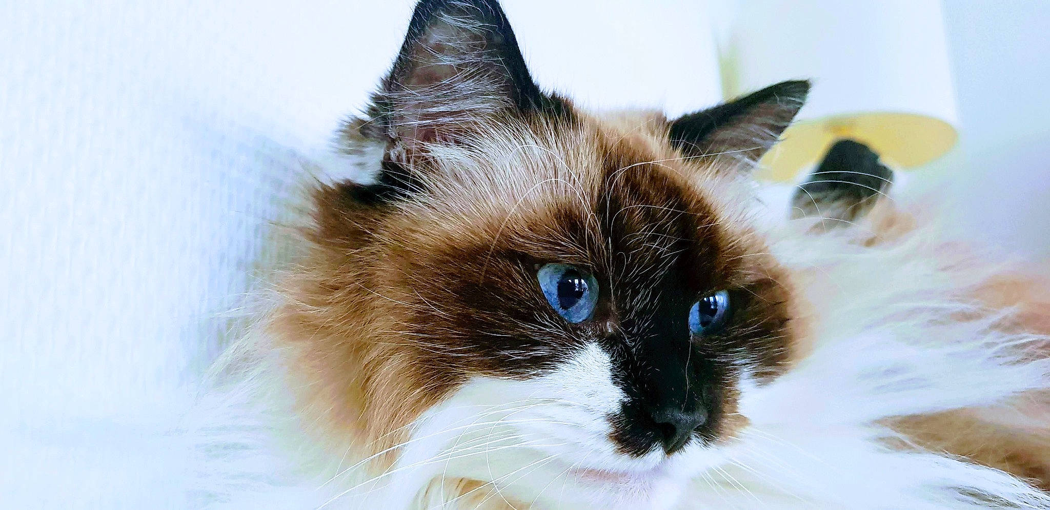 Hiffy participe au concours pour gagner de l'argent avec cette photo : balinese, birman, carnivore, cat, domestic_long_haired_cat, eye, felidae, fur, iris, kitten, mammal, norwegian_forest_cat, ojos_azules, ragdoll, siamese, small_to_medium_sized_cats, snout, snowshoe, vertebrate, whiskers