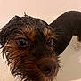 dog, wet, bathtub, pet, closeup, fur, water, animal, brown, black, snout, face, ears, eyes, whiskers, bath, indoor, cute, pet_care, expression