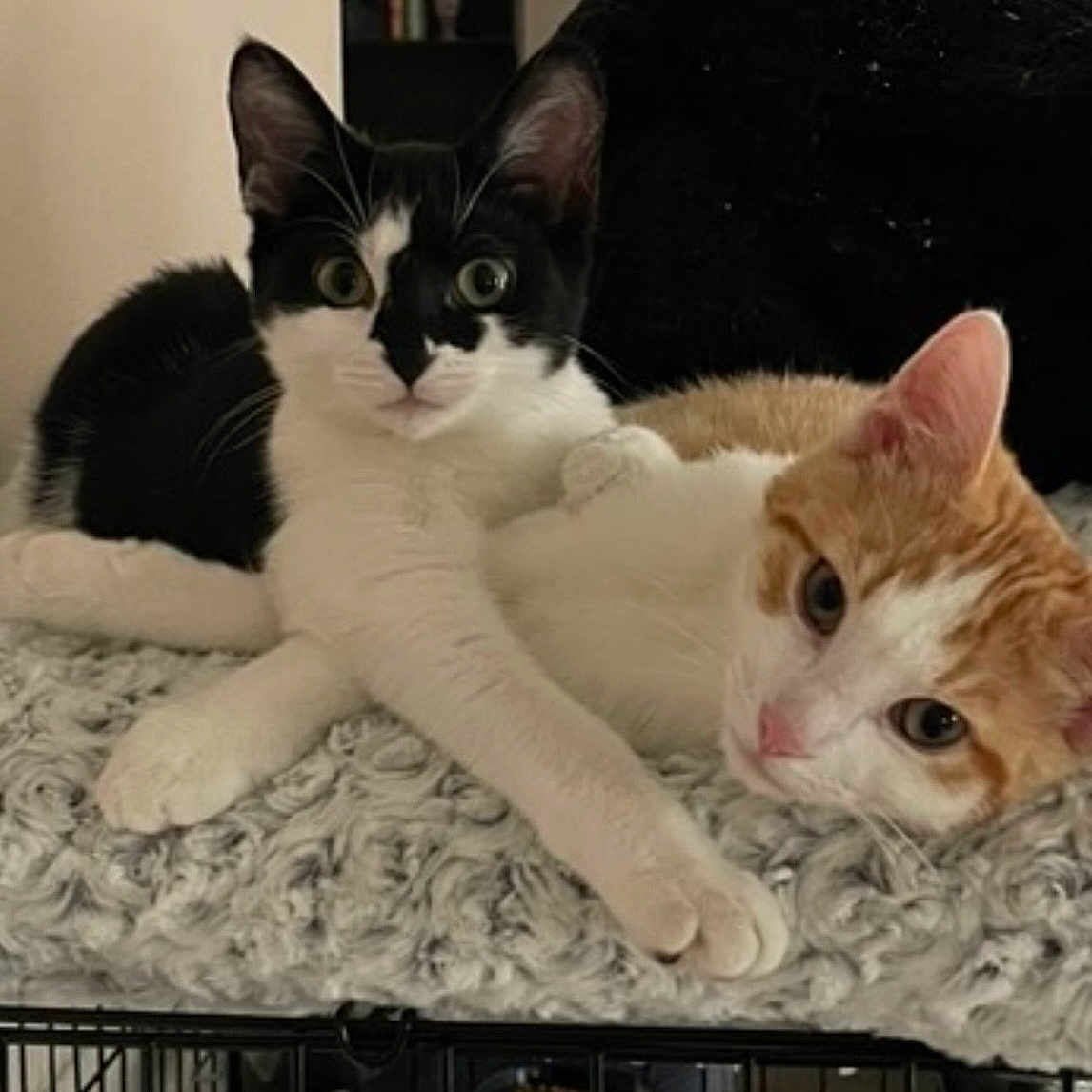 Ghost And Ryder is registered to the contest to win money with this photo: black_and_white_cat, blanket, cat, cats, cozy, cuddling, ears, feline, indoor, looking_at_camera, orange_cat, pair, paws, pet, portrait, resting, soft_bed, tabby, whiskers, wide_eyes