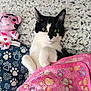 Ghost And Ryder is registered to the contest to win money with this photo: cat, black_and_white_cat, blanket, pink_blanket, plush_toy, stuffed_animal, paw_prints, bedding, paws, eyes, whiskers, ears, cozy, relaxed, lying_down, portrait, indoor, soft_texture, fur, toy_pig