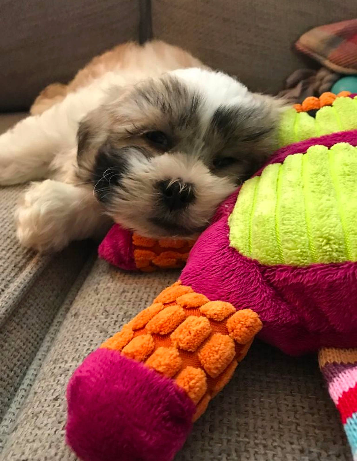 Bryn joined the competition — help win amazing prizes! canidae, carnivore, cavachon, cavapoo, cockapoo, companion_dog, dog, dog_breed, havanese, kyi_leo, lhasa_apso, maltepoo, mammal, puppy, puppy_love, schnoodle, shih_poo, shih_tzu, sporting_lucas_terrier, toy_dog