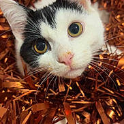 Ozzy is registered to the contest to win money with this photo: cat, black_and_white, close_up, face, eyes, whiskers, tinsel, holiday, festive, curious, cute, pet, feline, indoor, animal, nose, ears, soft, playful, adorable