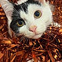 cat, black_and_white, close_up, face, eyes, whiskers, tinsel, holiday, festive, curious, cute, pet, feline, indoor, animal, nose, ears, soft, playful, adorable
