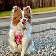 Luna is registered to the contest to win money with this photo: dog, pomeranian, fluffy, happy, sitting, pink_harness, tongue_out, outdoor, pavement, grass, wooden_fence, pet, cute, animal, canine, leash, daylight, fur, smiling, portrait