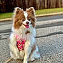 dog, pomeranian, fluffy, happy, sitting, pink_harness, tongue_out, outdoor, pavement, grass, wooden_fence, pet, cute, animal, canine, leash, daylight, fur, smiling, portrait
