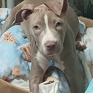Luna joined the competition — help win amazing prizes! animal, blanket, blue_blanket, box, brown_dog, close_up, collar, cozy, curious, cute, dog, domestic_animal, floppy_ears, indoor, lying_down, pet, puppy, soft_texture, white_markings, young_dog