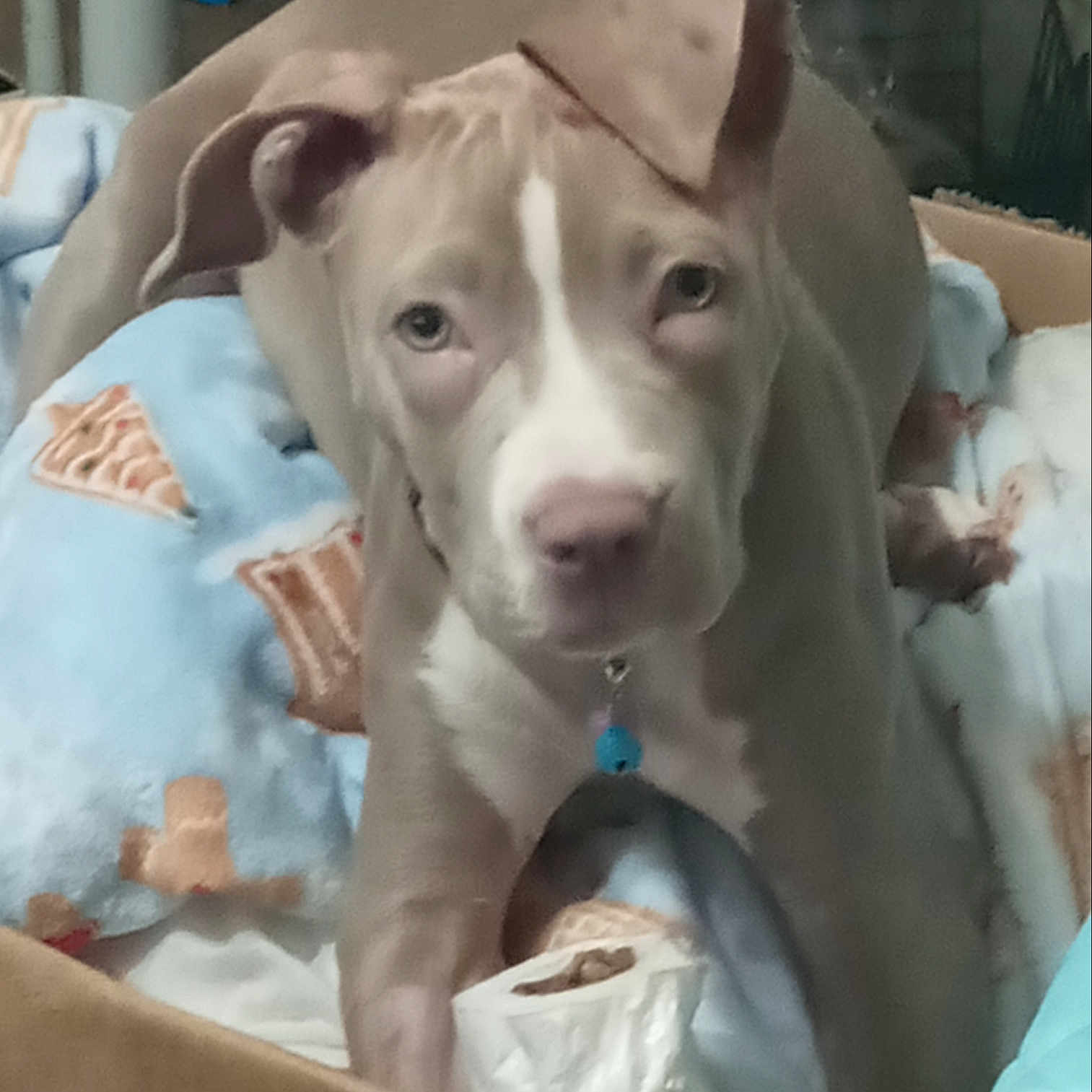 Luna
