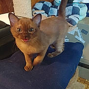 Monroe Elliot joined the competition — help win amazing prizes! kitten, brown_cat, pet, indoor, cushion, cat_tree, playful, curious, tail_up, feline, soft_furniture, home, animal, young_cat, eyes, paw, whiskers, background, cozy, domestic