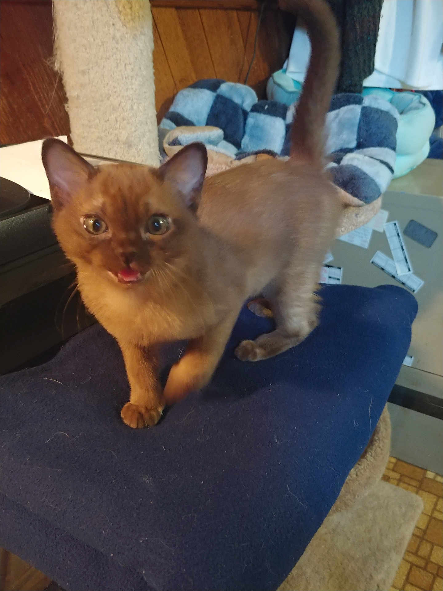 Monroe Elliot joined the competition — help win amazing prizes! kitten, brown_cat, pet, indoor, cushion, cat_tree, playful, curious, tail_up, feline, soft_furniture, home, animal, young_cat, eyes, paw, whiskers, background, cozy, domestic