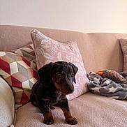 Ayko a rejoint le concours — aidez-le/la à gagner de superbes lots ! animal, blanket, couch, cozy, curious, cute, dachshund, dog, domestic, ears, face, fur, indoor, pet, pillows, pink_couch, puppy, sitting, small_dog, young