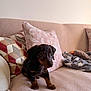 animal, blanket, couch, cozy, curious, cute, dachshund, dog, domestic, ears, face, fur, indoor, pet, pillows, pink_couch, puppy, sitting, small_dog, young