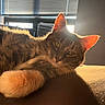 Nala is registered to the contest to win money with this photo: cat, feline, sunlight, indoor, window, blinds, couch, fur, relaxing, pet, animal, whiskers, ear, paw, home, cozy, light, shadow, domestic, resting
