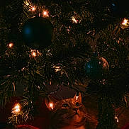 Nala joined the competition — help win amazing prizes! cat, christmas_tree, christmas_lights, ornaments, holiday, festive, decorations, orange_cat, curious, indoor, pet, animal, glowing, night, closeup, greenery, red_fabric, warm_light, celebration, cozy