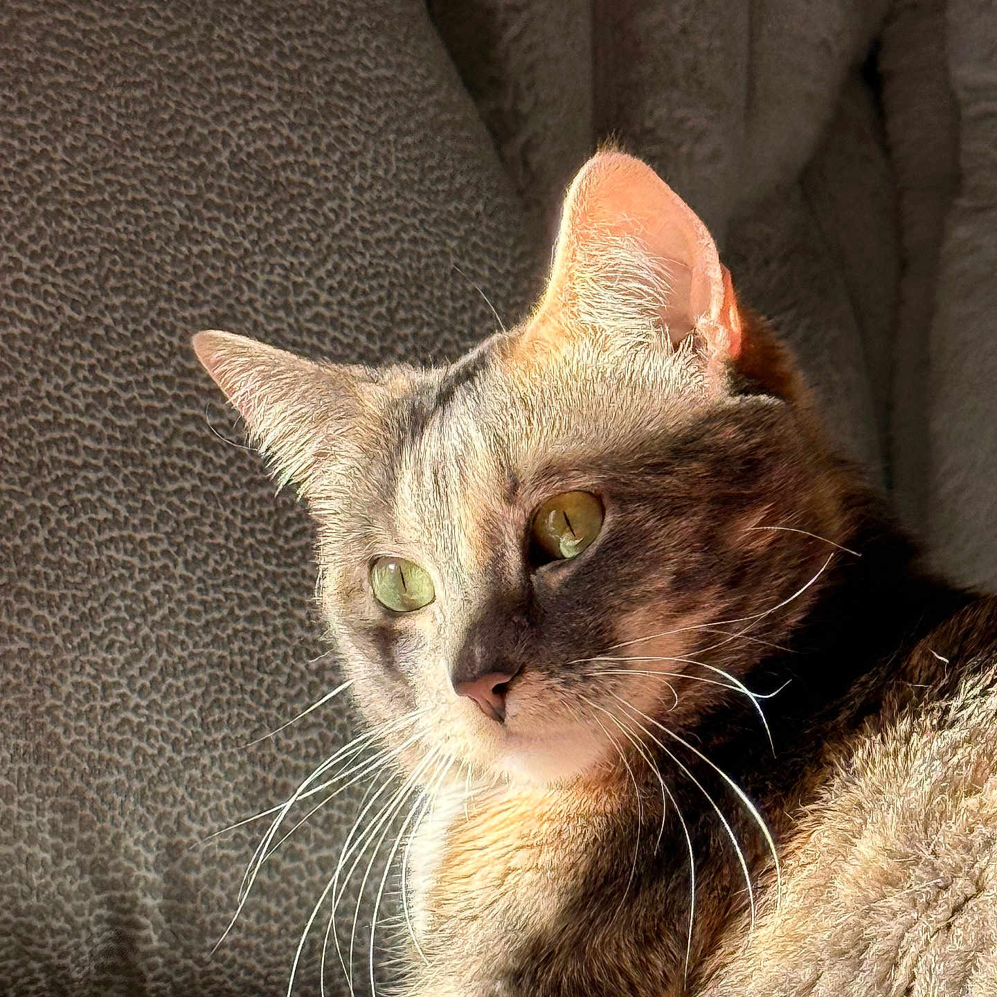 Nala