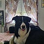 dog, black_and_white, border_collie, pet, indoor, bed, curtains, window, portrait, animal, tongue_out, furniture, cozy, domestic, relaxed, house, canine, fur, home_interior, natural_light