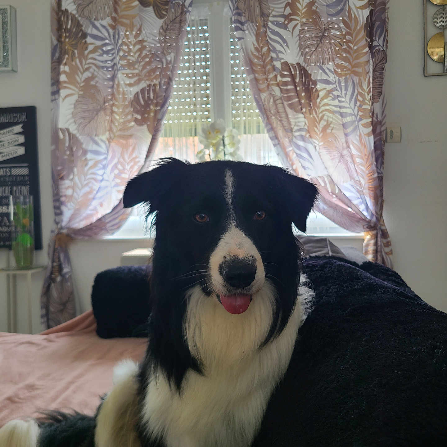 Romeo participe au concours pour gagner de l'argent avec cette photo : animal, bed, black_and_white, border_collie, canine, cozy, curtains, dog, domestic, fur, furniture, home_interior, house, indoor, natural_light, pet, portrait, relaxed, tongue_out, window